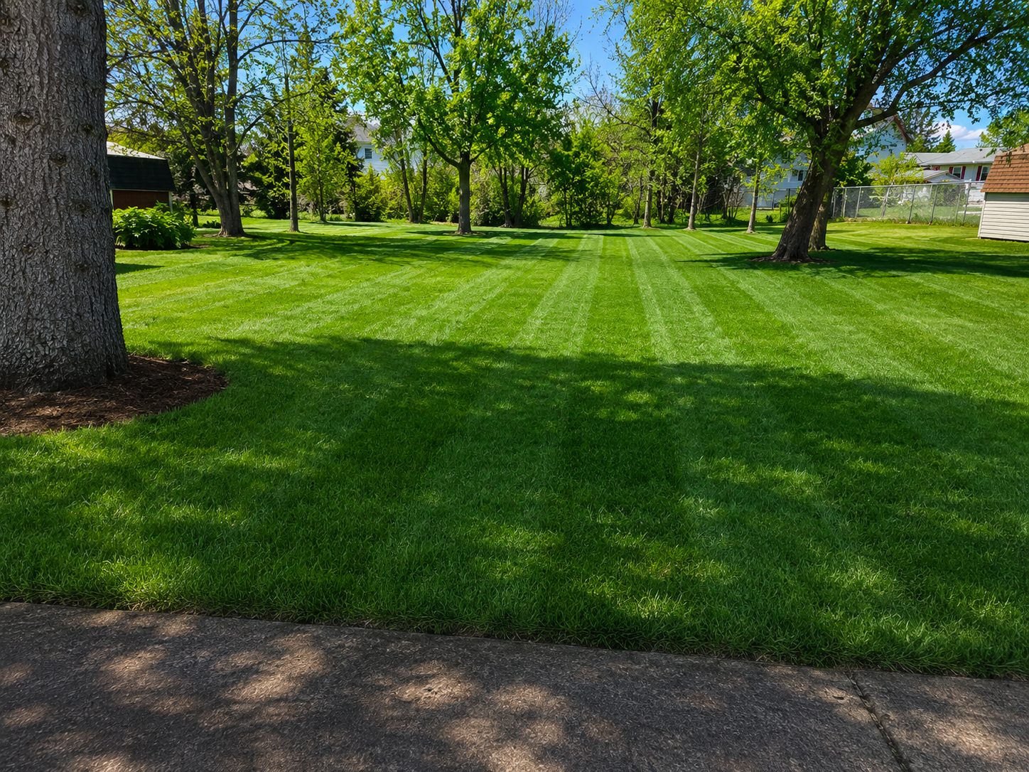 Fresh lawn with visible mowing stripes