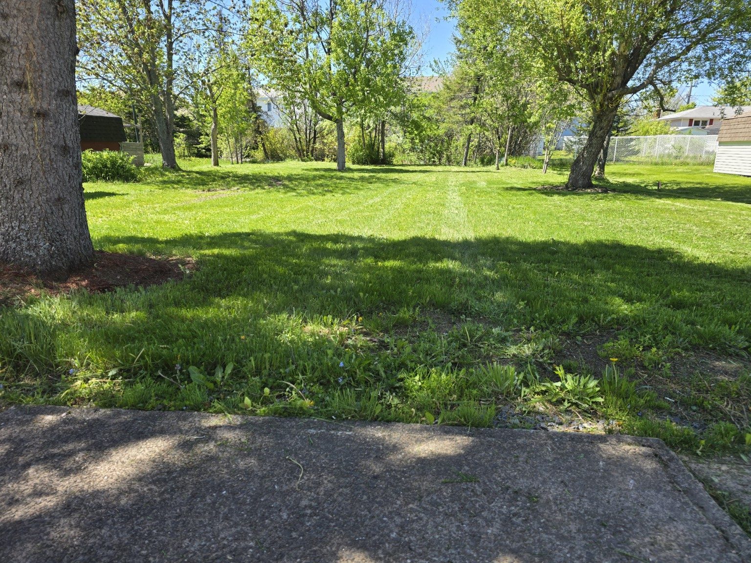 Lawn with mowing stripes and trees